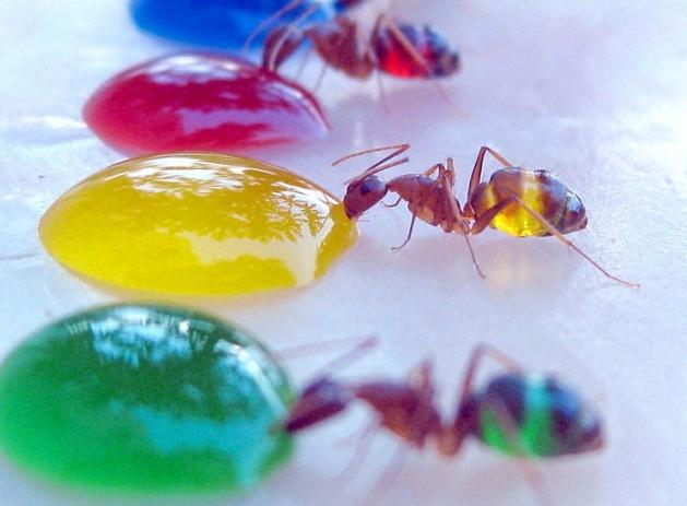 warna tubuh perut semut madu